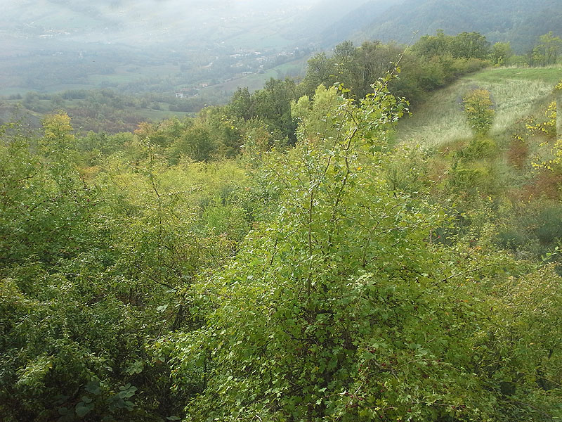 Oasi naturalistica del Carmine